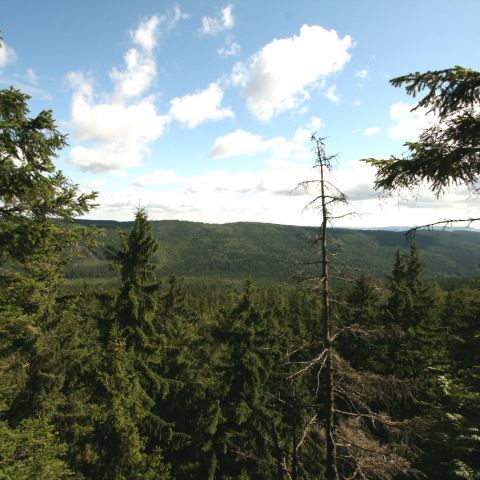 Widok ze Skały Teściowej (Fot. mateo)