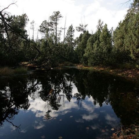 Torfowisko pod Zieleńcem (Fot. mateo)