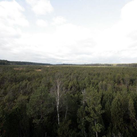 Torfowisko pod Zieleńcem (Fot. mateo)