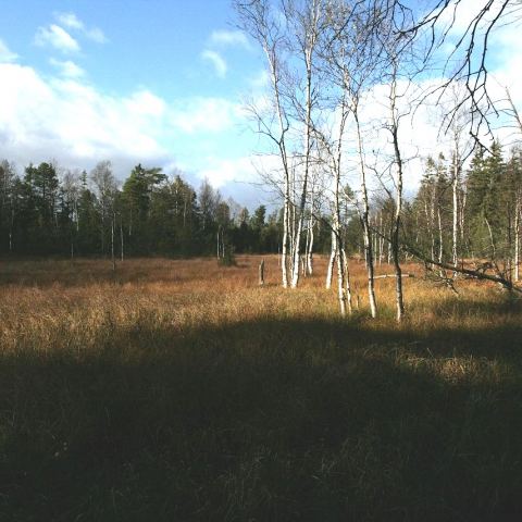 Torfowisko pod Zieleńcem (Fot. mateo)