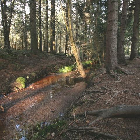 Torfowisko pod Zieleńcem (Fot. mateo)