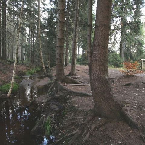 Torfowisko pod Zieleńcem (Fot. mateo)